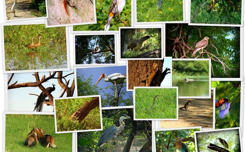 Birds of Keoladeo National Park, Bharatpur, Rajasthan, India