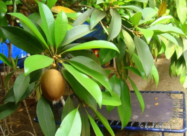 Chikoo Fruit at Maitri Park, Bordi (Maharashtra, India)