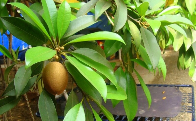Chikoo Fruit at Maitri Park, Bordi (Maharashtra, India)