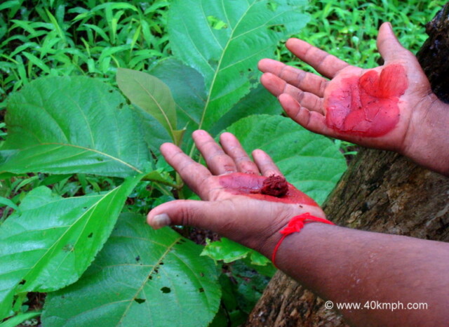 Teak Tree Leaves at Karnala Bird Sanctuary & Fort, Maharashtra, India