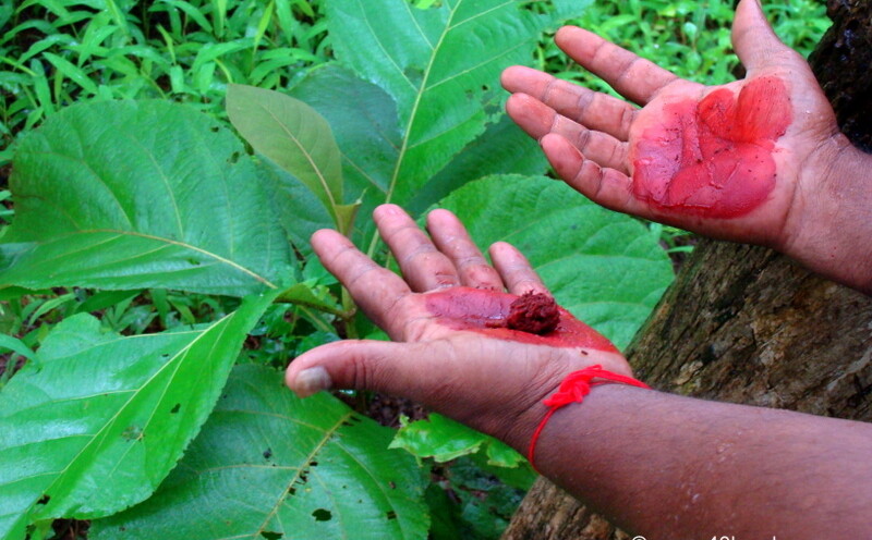 Teak Tree Leaves at Karnala Bird Sanctuary & Fort, Maharashtra, India