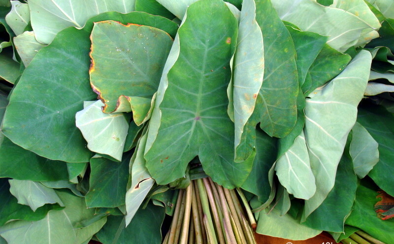 Colocassia Leaves at Sabzi Bazar, Loi Bazar in Vrindavan, Uttar Pradesh, India