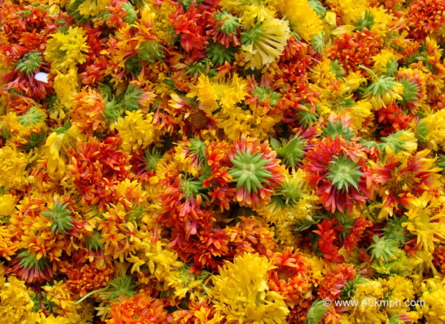 Galadia Flower at Sabzi Bazar, Loi Bazar, Vrindavan, Uttar Pradesh, India