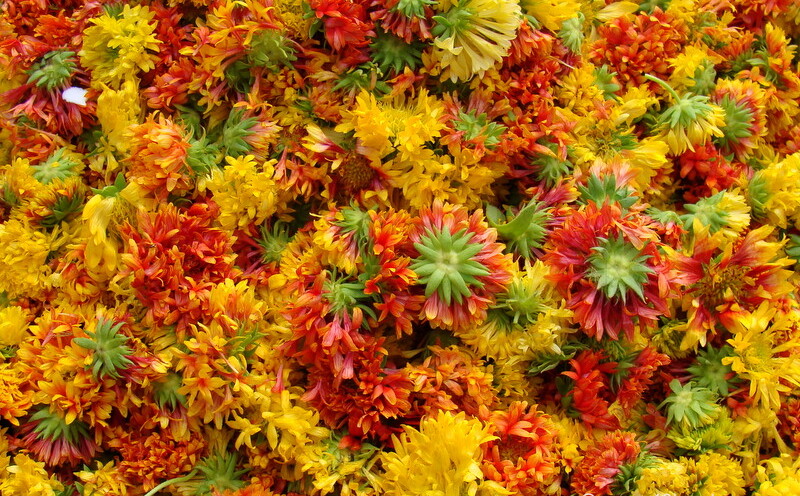 Galadia Flower at Sabzi Bazar, Loi Bazar, Vrindavan, Uttar Pradesh, India