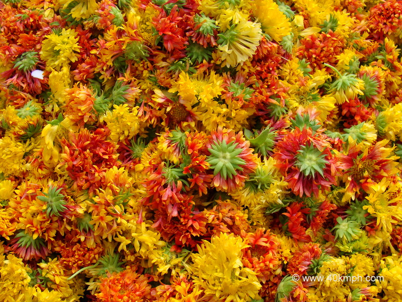 Galadia Flower at Sabzi Bazar, Loi Bazar, Vrindavan, Uttar Pradesh, India