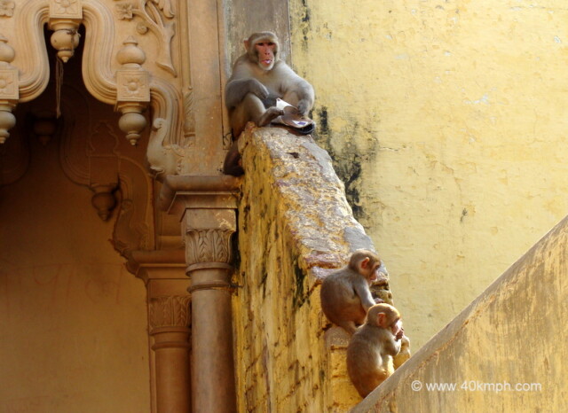 Monkey with Stolen Slipper at the entrance gate of Nidhivan in Vrindavan, Uttar Pradesh, India