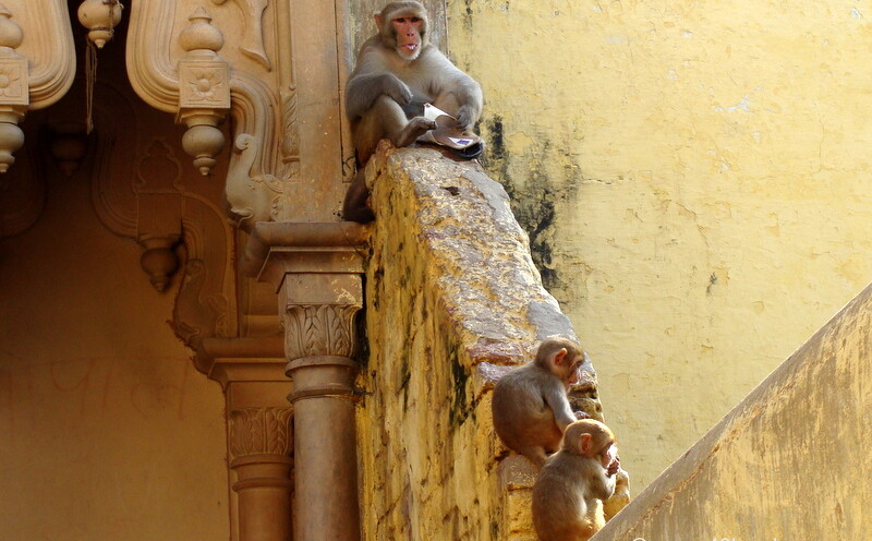 Monkey with Stolen Slipper at the entrance gate of Nidhivan in Vrindavan, Uttar Pradesh, India