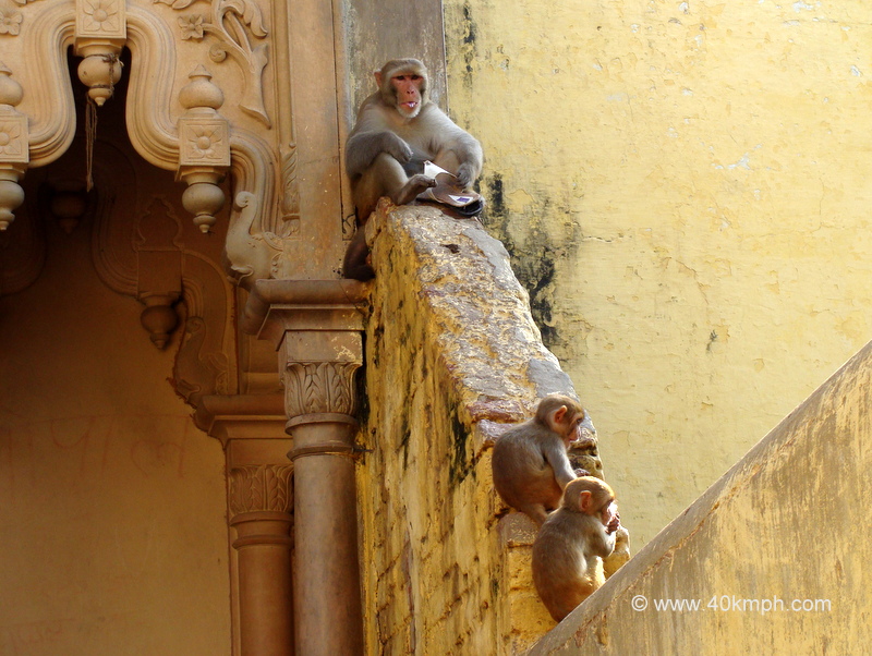 Monkey with Stolen Slipper at the entrance gate of Nidhivan in Vrindavan, Uttar Pradesh, India