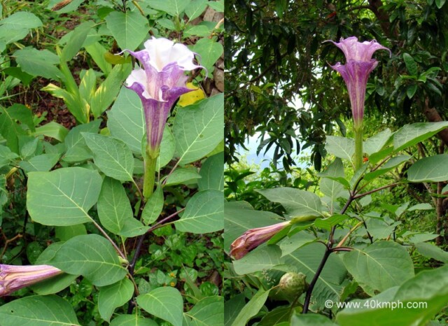 Double Kala Dhatura Flowers at Kailash Cave, Loyal Village, Tehri Garhwal, Uttarakhand, India