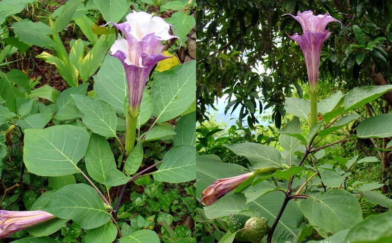 Double Kala Dhatura Flowers at Kailash Cave, Loyal Village, Tehri Garhwal, Uttarakhand, India
