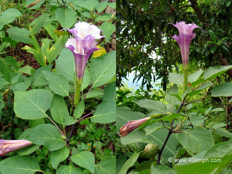 Double Kala Dhatura Flowers at Kailash Cave, Loyal Village, Tehri Garhwal, Uttarakhand, India