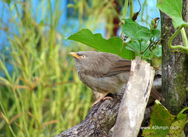 Jungle Babbler at Bagi village, Devprayag, Uttarakhand, India