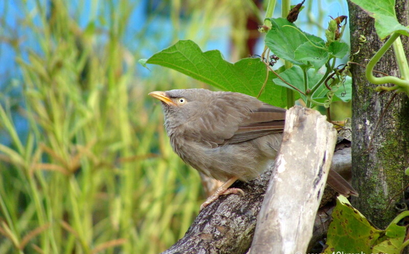 Jungle Babbler at Bagi village, Devprayag, Uttarakhand, India