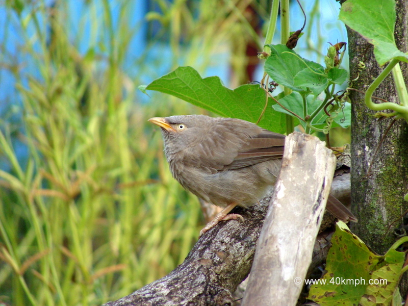 Jungle Babbler at Bagi village, Devprayag, Uttarakhand, India