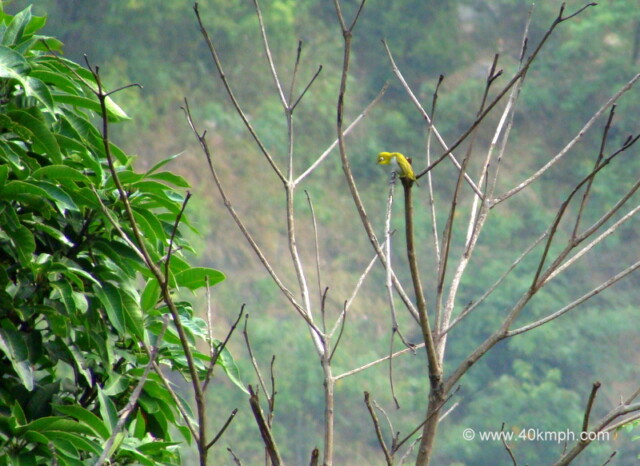 Oriental White-eye at Bagi village, Devprayag, Uttarakhand, India