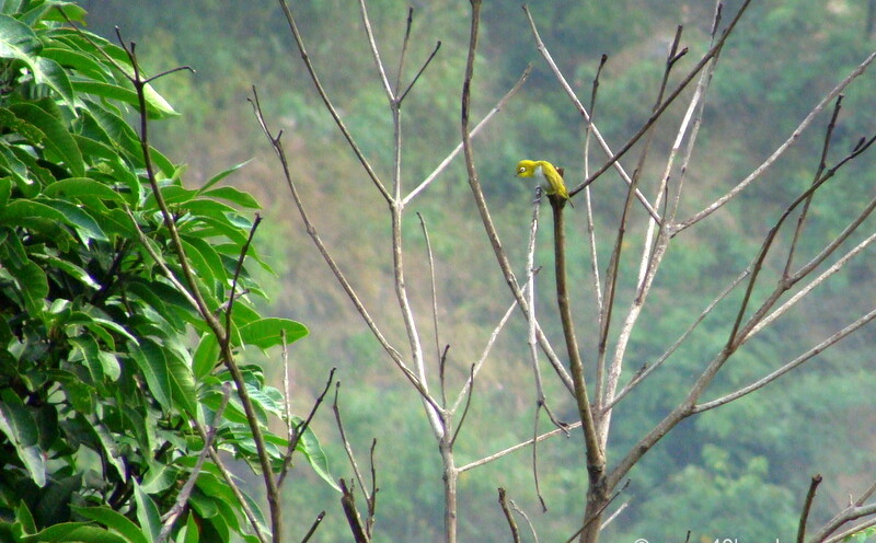 Oriental White-eye at Bagi village, Devprayag, Uttarakhand, India