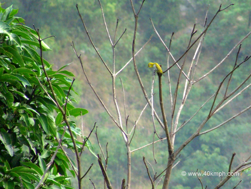 Oriental White-eye at Bagi village, Devprayag, Uttarakhand, India