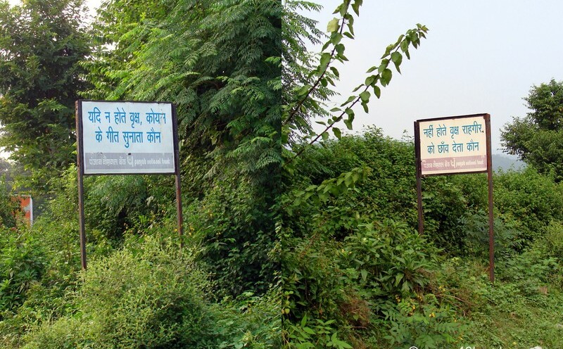 Quotes in Hindi on Trees at Dandi village, Dehradun Rishikesh road, Uttarakhand, India