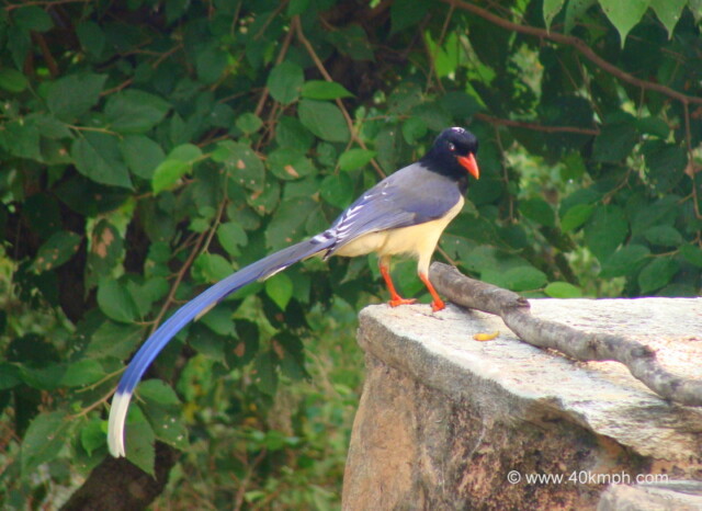 Red-billed Blue Magpie at Bagi Village, Devprayag, Uttarakhand, India