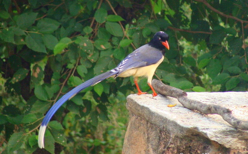 Red-billed Blue Magpie at Bagi Village, Devprayag, Uttarakhand, India