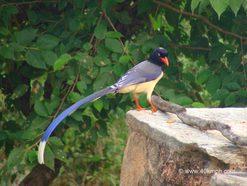 Red-billed Blue Magpie at Bagi Village, Devprayag, Uttarakhand, India