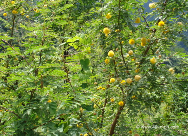 Shami Tree at Kailash Cave, Loyal Village, Tehri Garhwal, Uttarakhand, India