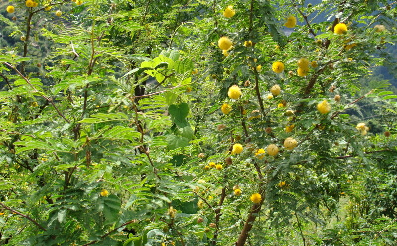 Shami Tree at Kailash Cave, Loyal Village, Tehri Garhwal, Uttarakhand, India