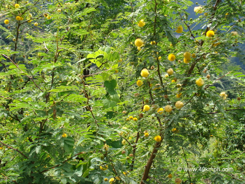 Shami Tree at Kailash Cave, Loyal Village, Tehri Garhwal, Uttarakhand, India