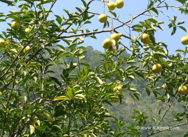 Sweet Lime (Mosambi) Tree