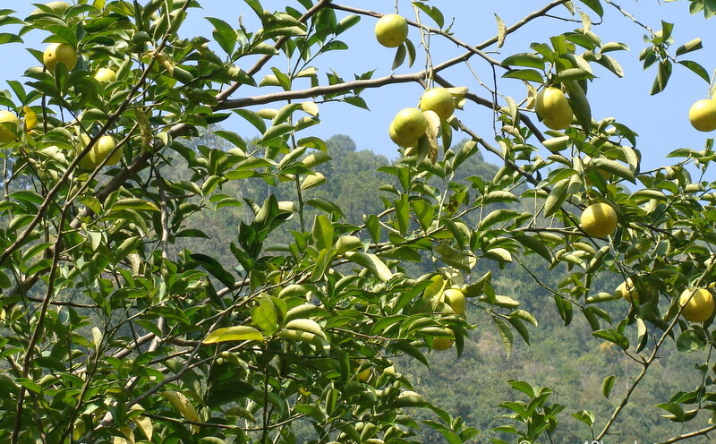 Sweet Lime (Mosambi) Tree