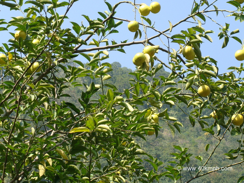 Sweet Lime (Mosambi) Tree