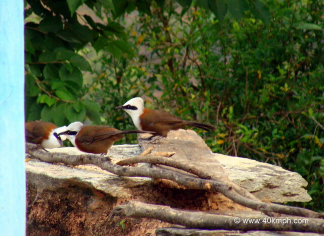 White Crested Laughing Thrush at Bagi Village, Devprayag, Uttarakhand, India
