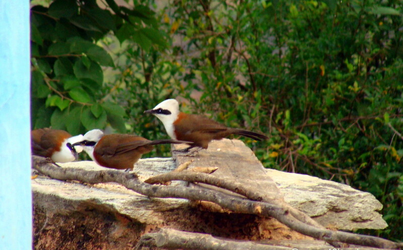 White Crested Laughing Thrush at Bagi Village, Devprayag, Uttarakhand, India