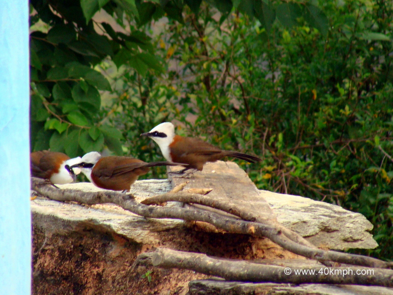 White Crested Laughing Thrush at Bagi Village, Devprayag, Uttarakhand, India