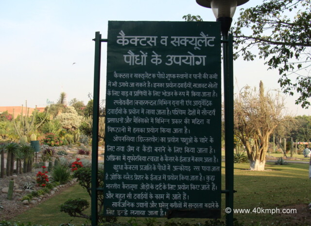 Cactus and Succulent Plants Usage (in Hindi)