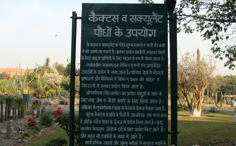 Cactus and Succulent Plants Usage (in Hindi)
