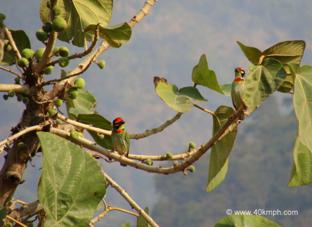 Coppersmith Barbet at Tapovan, Rishikesh, Uttarakhand, India