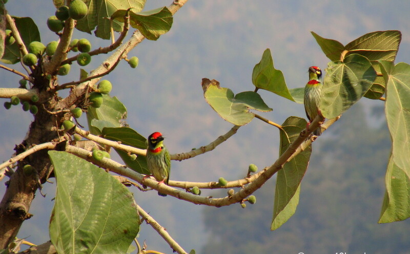 Coppersmith Barbet at Tapovan, Rishikesh, Uttarakhand, India