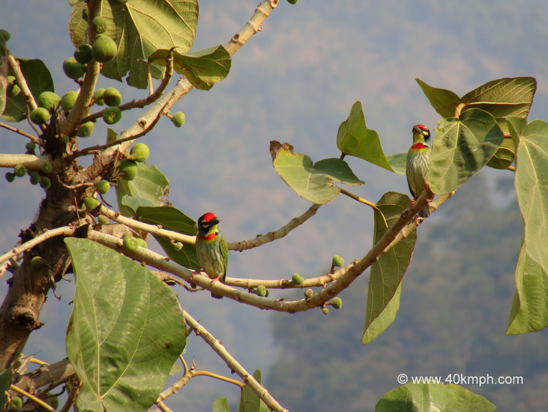 Coppersmith Barbet at Tapovan, Rishikesh, Uttarakhand, India