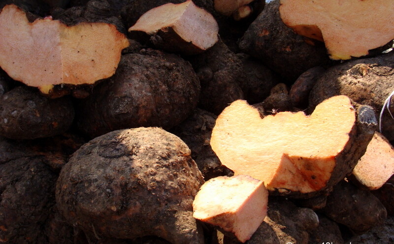 Jimikand at Sabzi Mandi, Sector-26, Chandigarh