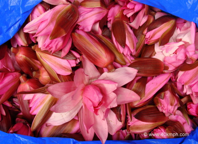 Lotus Flowers at Phool Bazar, Bansphatak, Varanasi, Uttar Pradesh, India