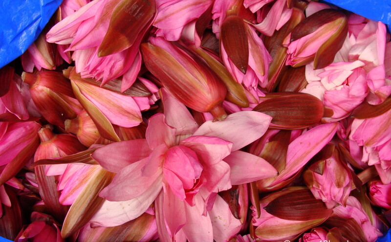 Lotus Flowers at Phool Bazar, Bansphatak, Varanasi, Uttar Pradesh, India