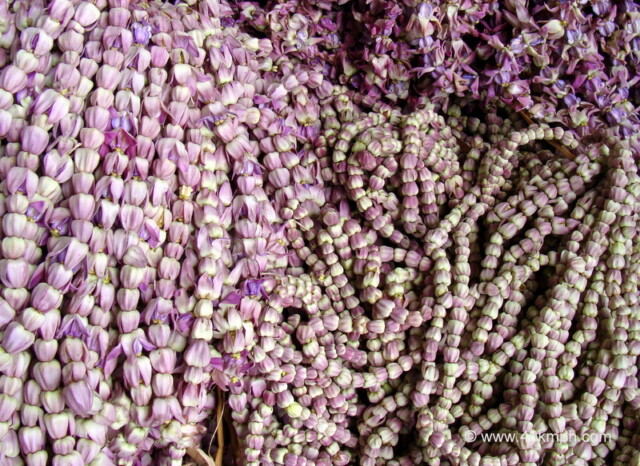 Madar (Calotropis gigantea) ki Mala at Phool Bazar, Bansphatak, Varanasi, Uttar Pradesh, India