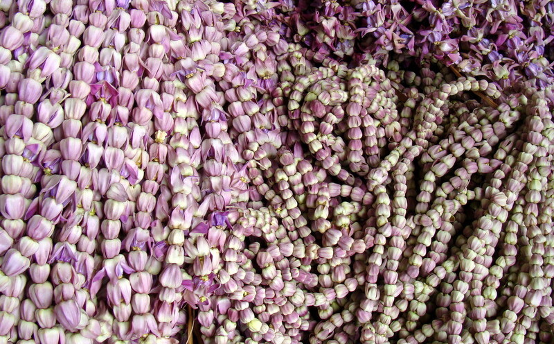 Madar (Calotropis gigantea) ki Mala at Phool Bazar, Bansphatak, Varanasi, Uttar Pradesh, India
