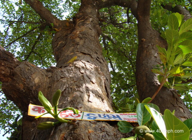 250 plus Year Old Jackfruit Tree at Vashistha Ashram, Gaumukh, Mount Abu, Rajasthan, India