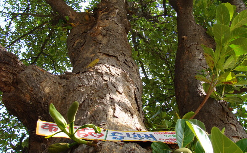 250 plus Year Old Jackfruit Tree at Vashistha Ashram, Gaumukh, Mount Abu, Rajasthan, India
