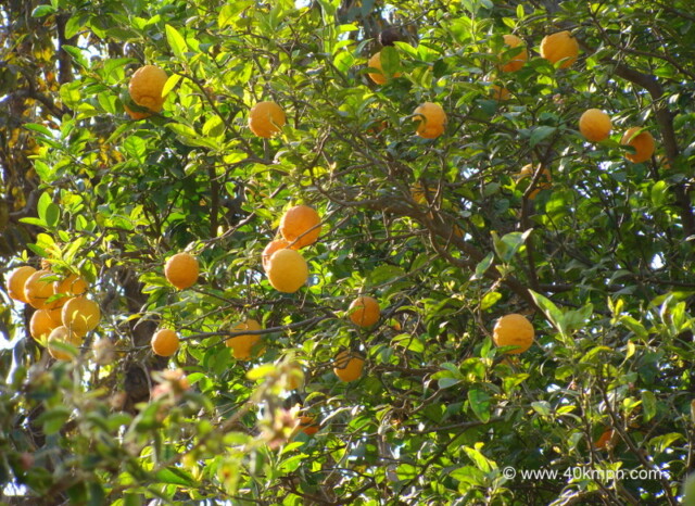 Bijora Nimbu at Oriya, Mount Abu, Rajasthan, India