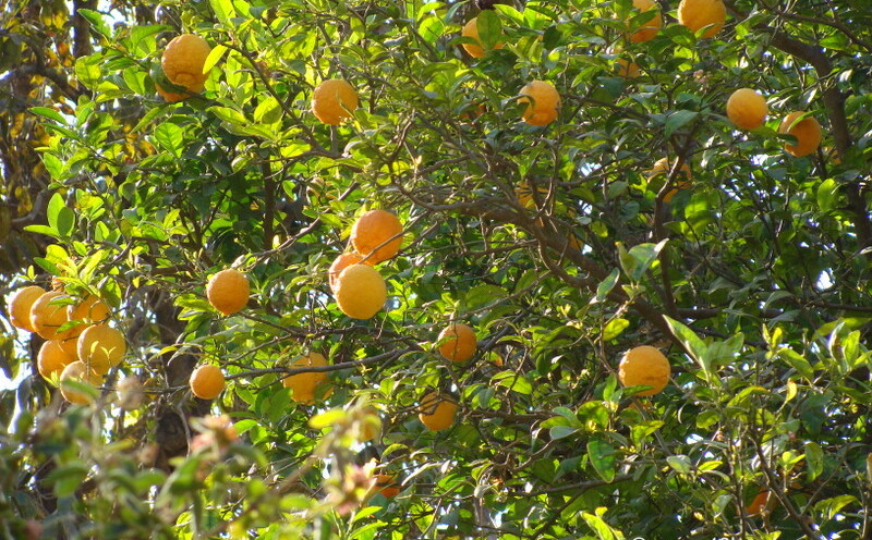 Bijora Nimbu at Oriya, Mount Abu, Rajasthan, India
