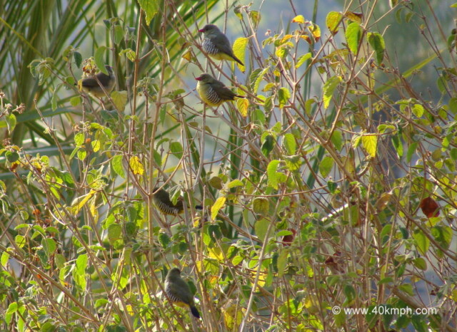 Green Munia at Oriya, Mount Abu, Rajasthan, India