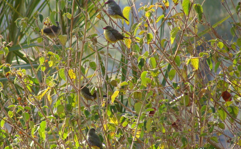 Green Munia at Oriya, Mount Abu, Rajasthan, India